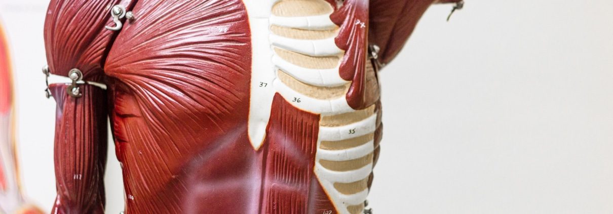 Myofasciale lijnen zijn lijnen van bindweefsel door het lichaam 1 Myofasciale lijnen zijn lijnen van bindweefsel door het lichaam